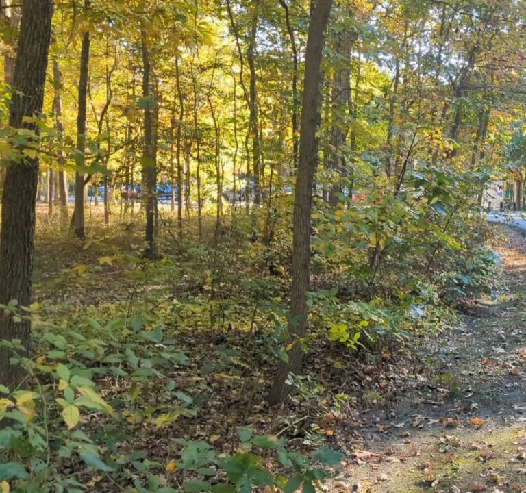 Soccer Field image 4