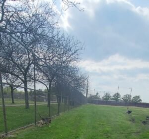 Soccer Field image 3