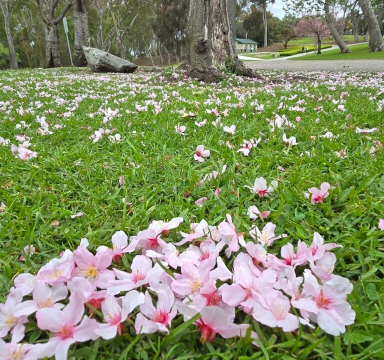 Soccer Field image 3
