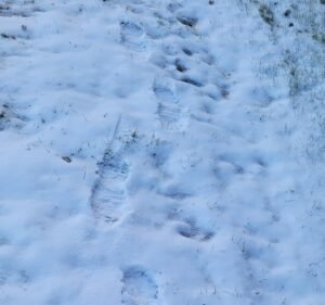 Soccer Field image 3