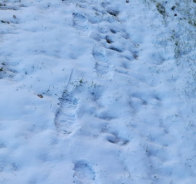 Soccer Field image 3