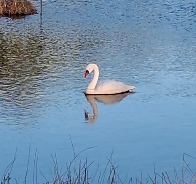 Soccer Field image 3