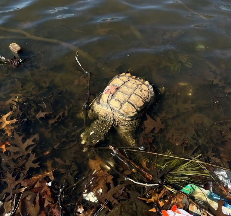 Soccer Field image 3