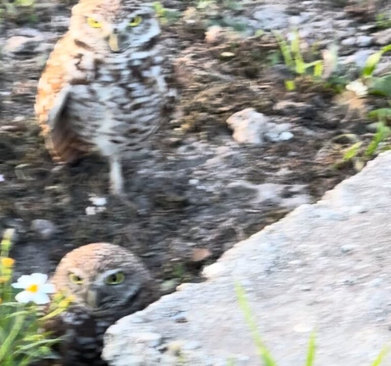 Soccer Field image 3