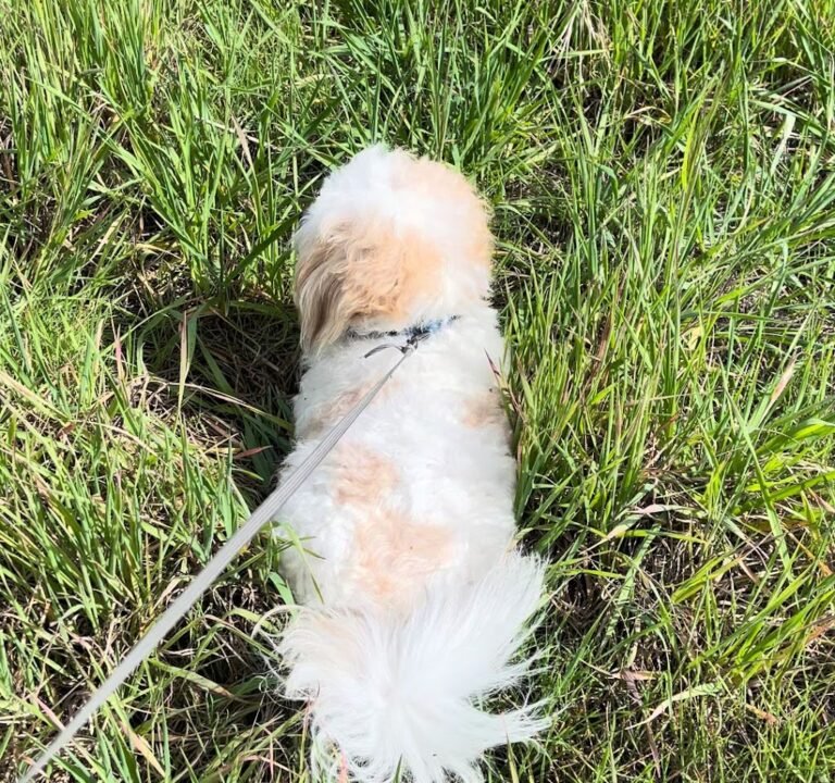 Soccer Field image 4