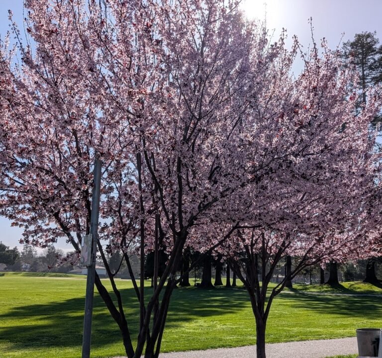 Soccer Field image 3