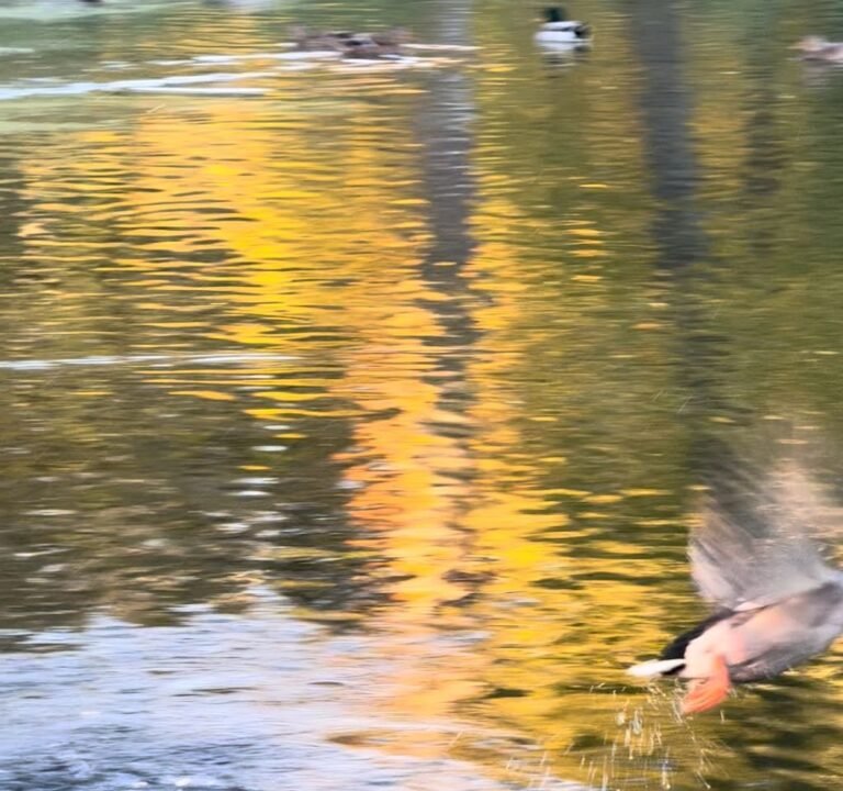 Soccer Field image 3