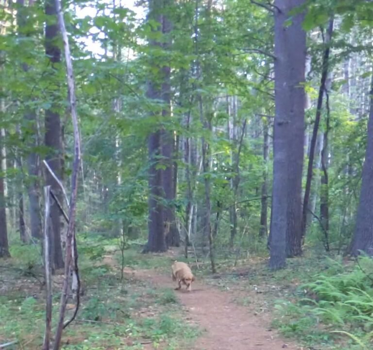 Soccer Field image 2