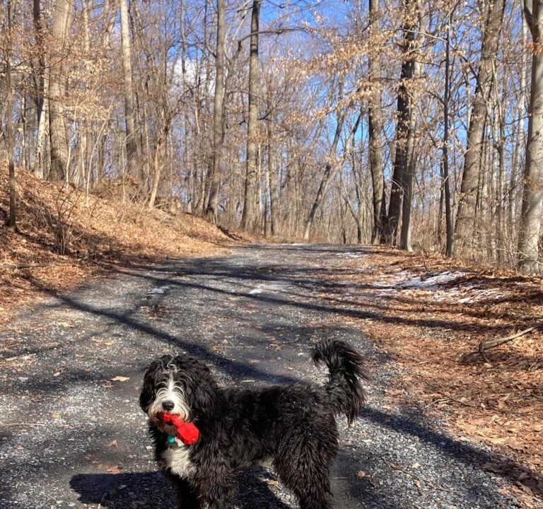 Soccer Field image 3