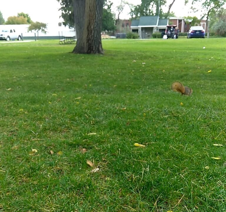 Soccer Field image 4
