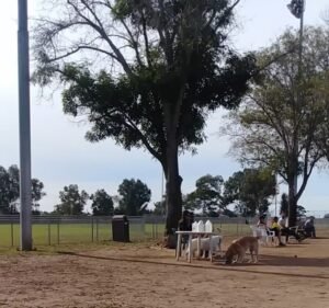 Soccer Field image 4