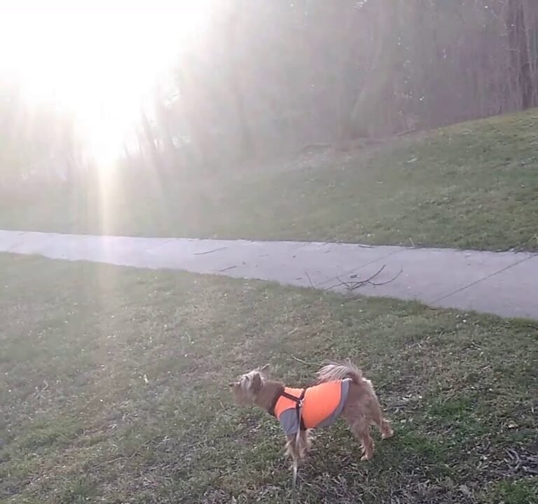 Soccer Field image 3