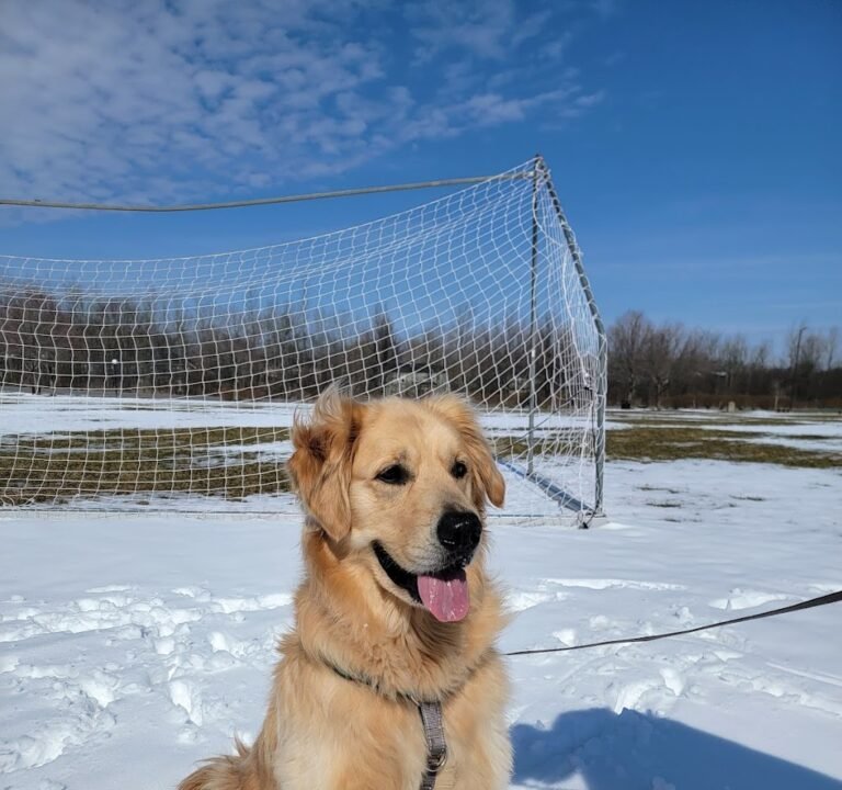 Soccer Field image 2