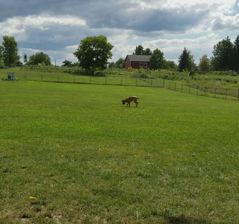 Soccer Field image 4