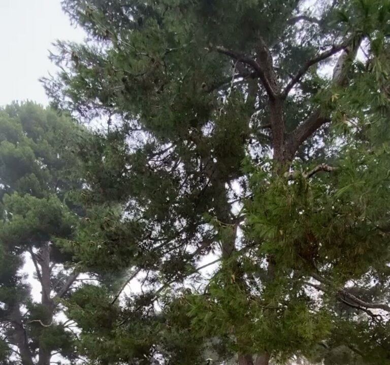 Soccer Field image 4