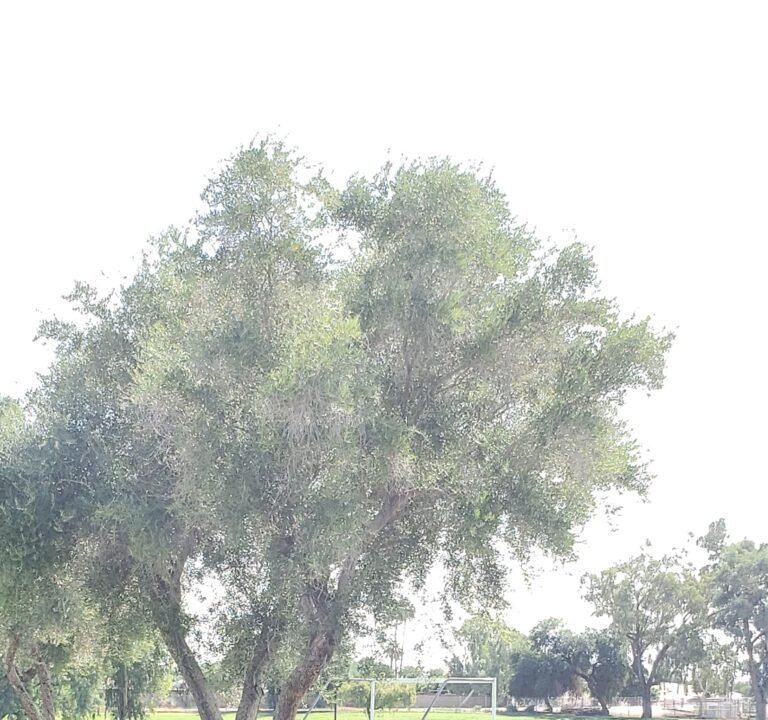 Soccer Field image 2