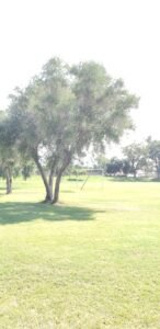 Soccer Field image 1