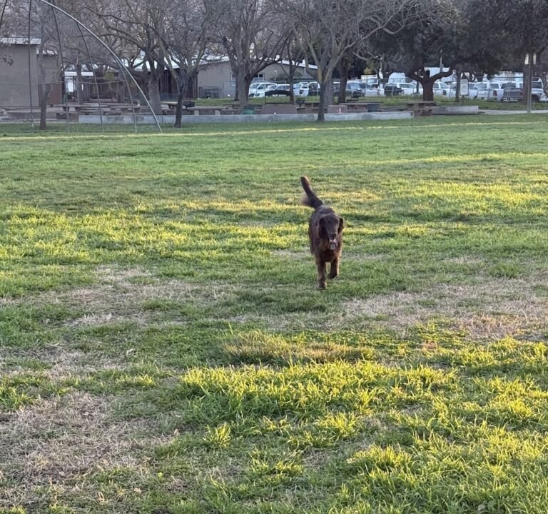 Soccer Field image 3