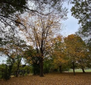 Soccer Field image 2