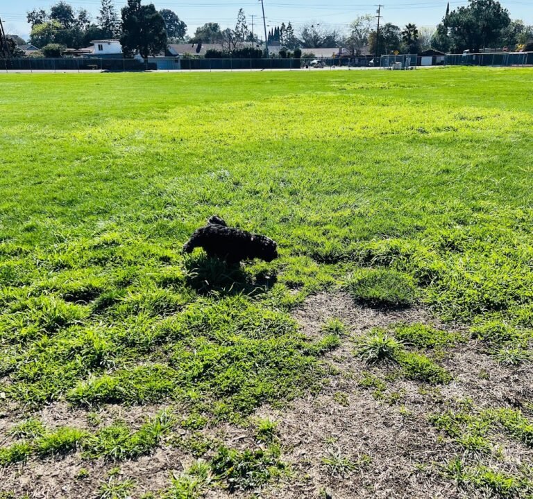 Soccer Field image 2