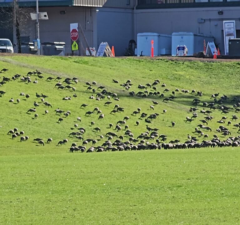 Soccer Field image 3