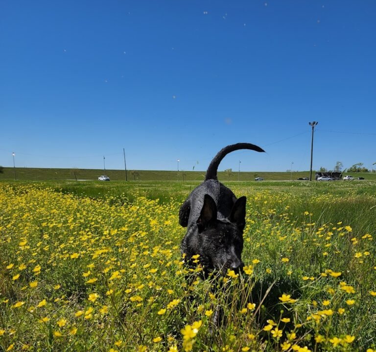 Soccer Field image 2