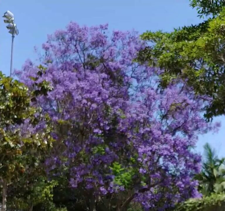 Soccer Field image 4