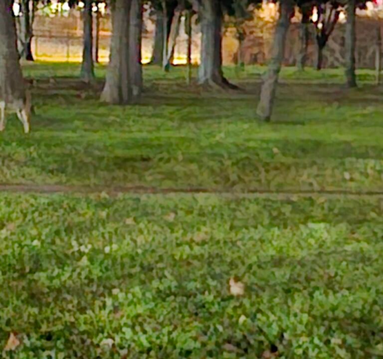 Soccer Field image 3