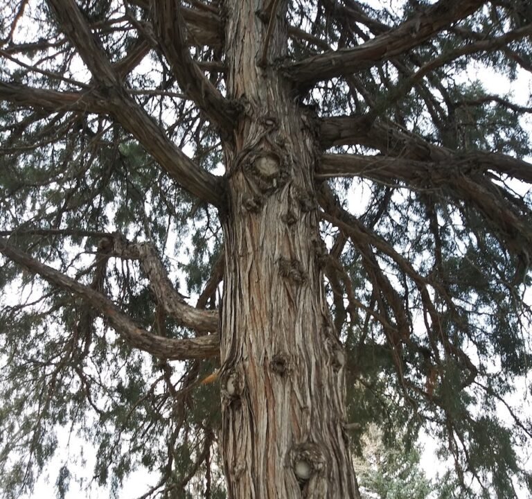 Soccer Field image 3