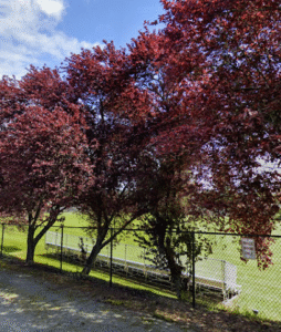 Soccer Field image 1