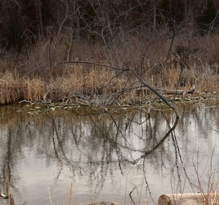 Soccer Field image 3