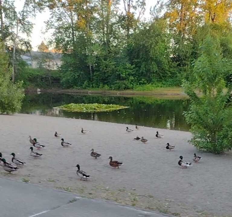 Soccer Field image 4