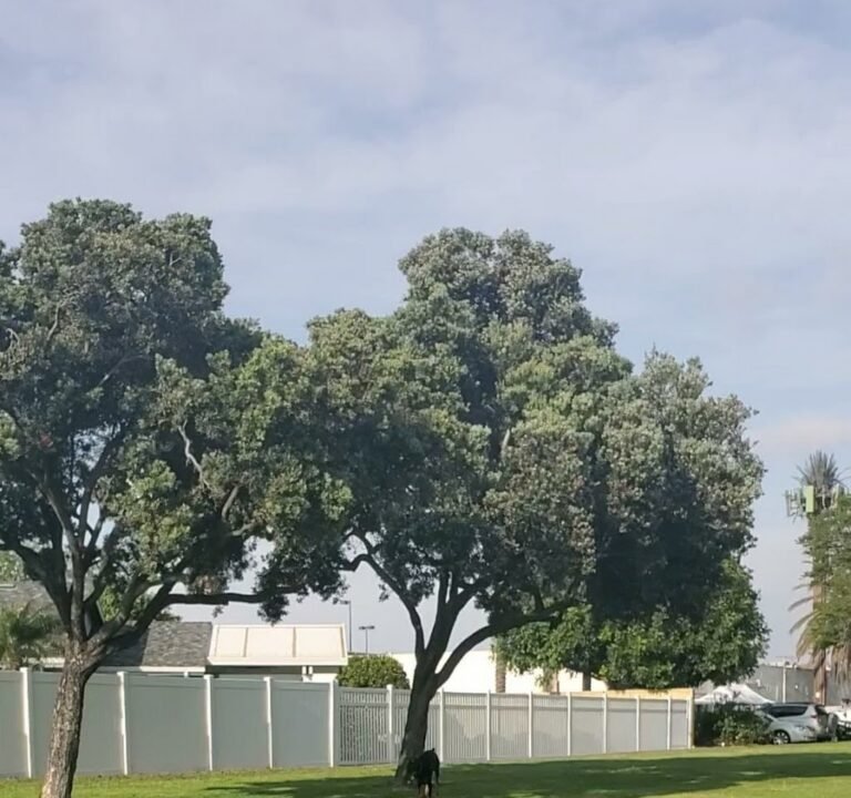 Soccer Field image 4