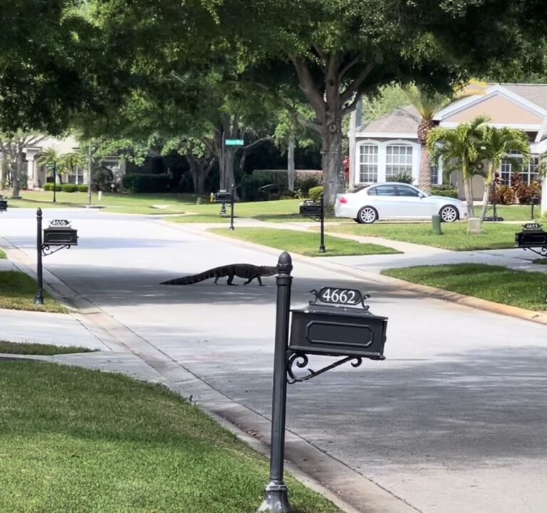 Soccer Field image 2