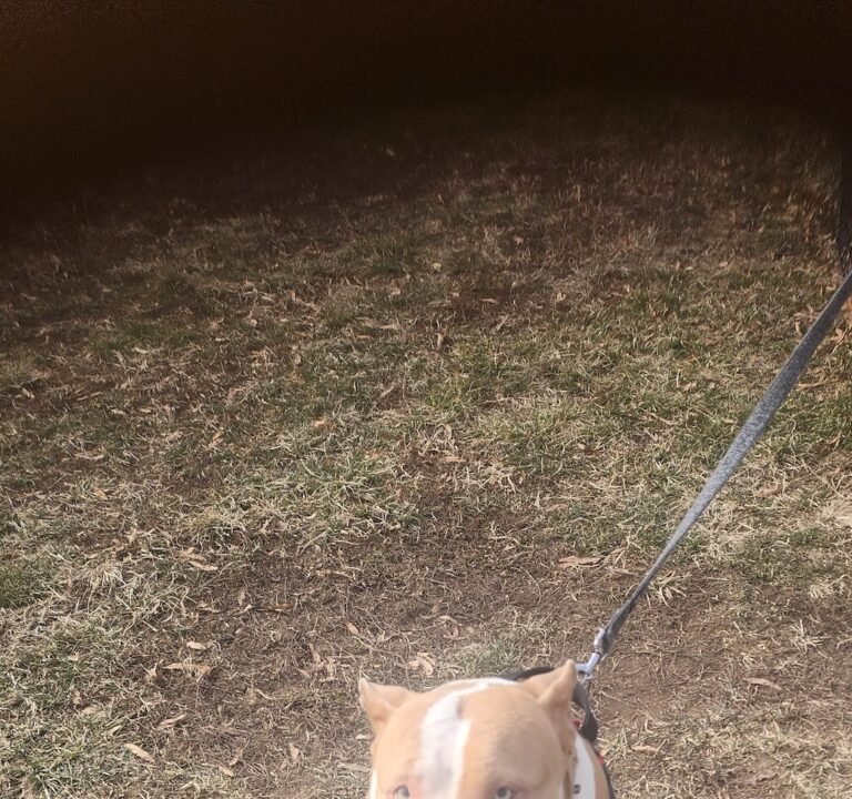 Soccer Field image 3