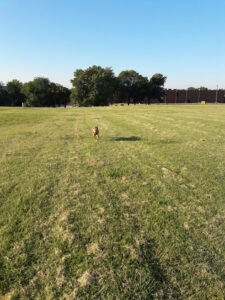 Soccer Field image 1