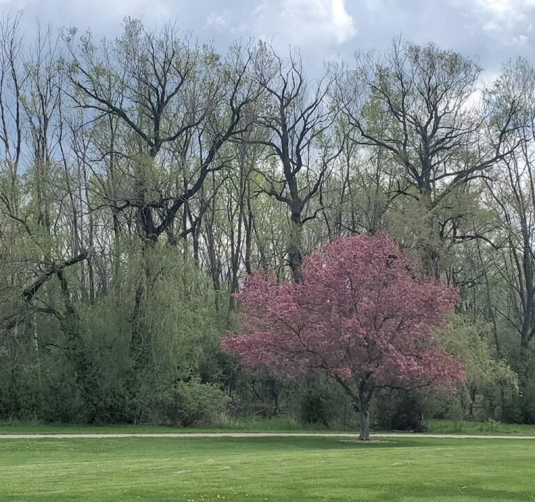 Soccer Field image 2