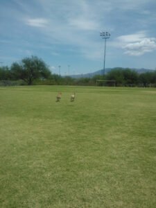 Soccer Field image 1