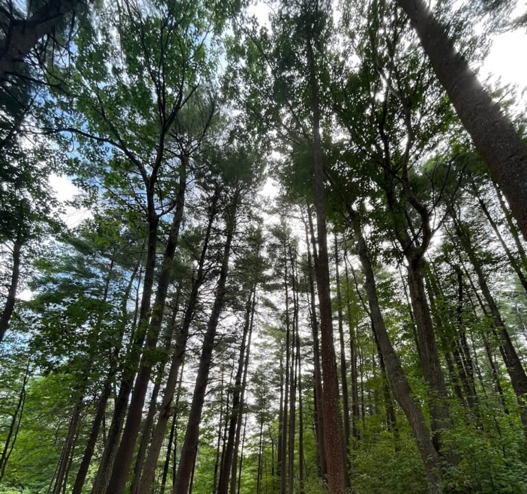 Soccer Field image 2