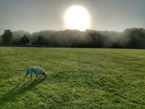 Soccer Field image 1