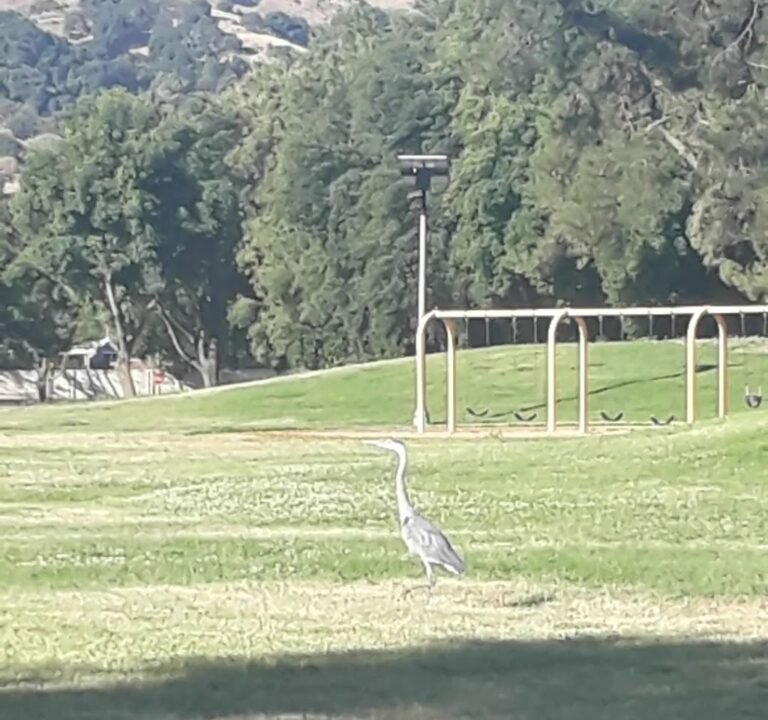 Soccer Field image 4