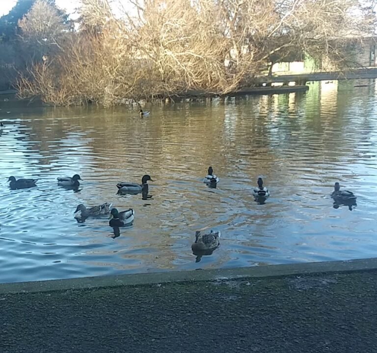 Soccer Field image 4