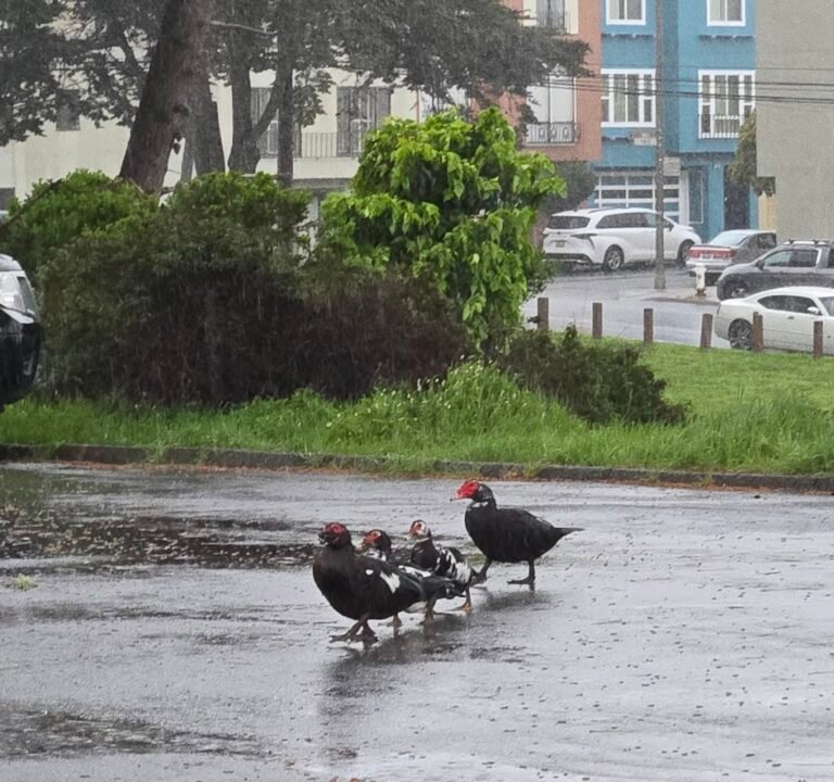 Soccer Field image 3