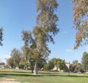 Soccer Field image 1