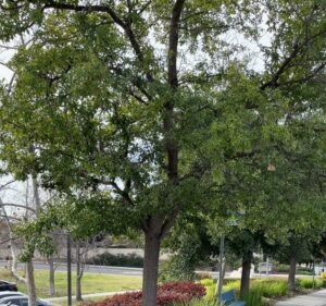 Soccer Field image 4