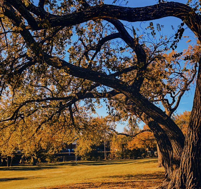 Soccer Field image 2