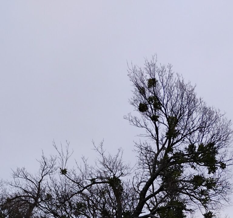 Soccer Field image 3