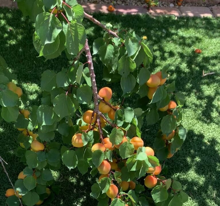 Soccer Field image 4