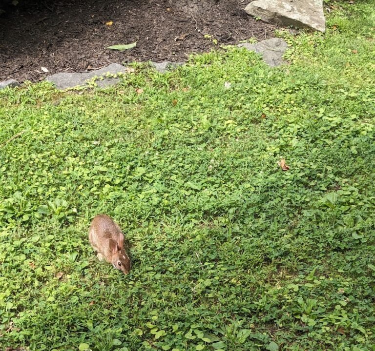 Soccer Field image 3