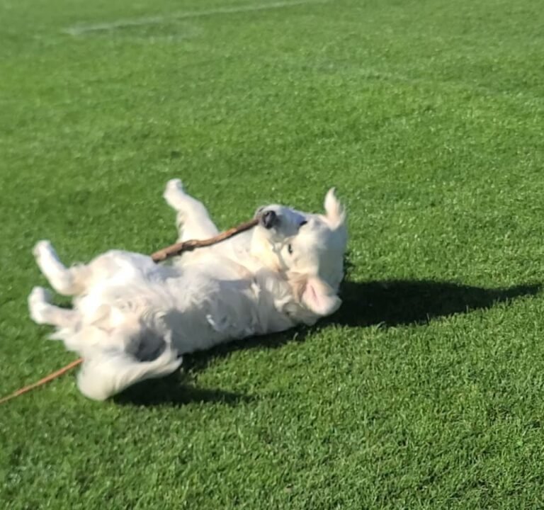 Soccer Field image 3